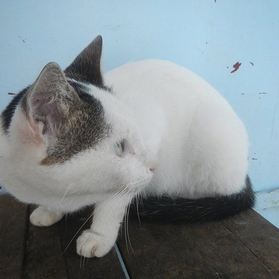 source photo: Cat