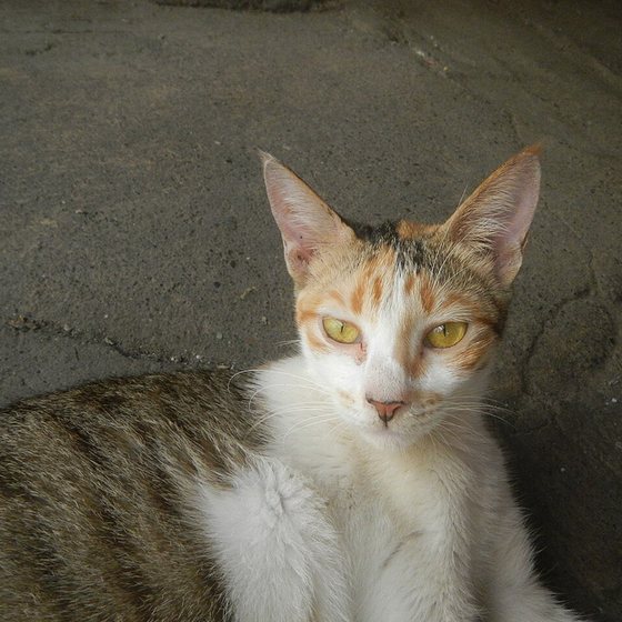 source photo: Cat portrait